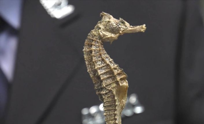 1.28 ton kurutulmuş denizatı ele geçirildi