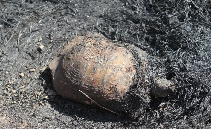 Alanya’da orman yangın korkuttu
