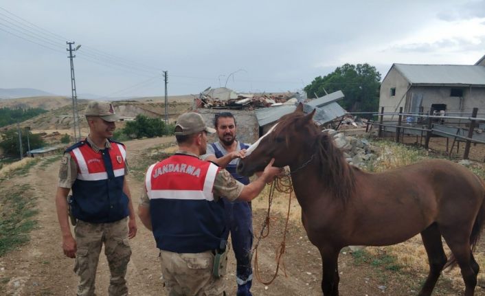At hırsızı yakalandı