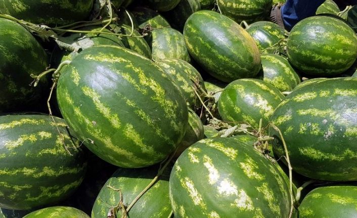 Atça karpuzu Almanya yolcusu