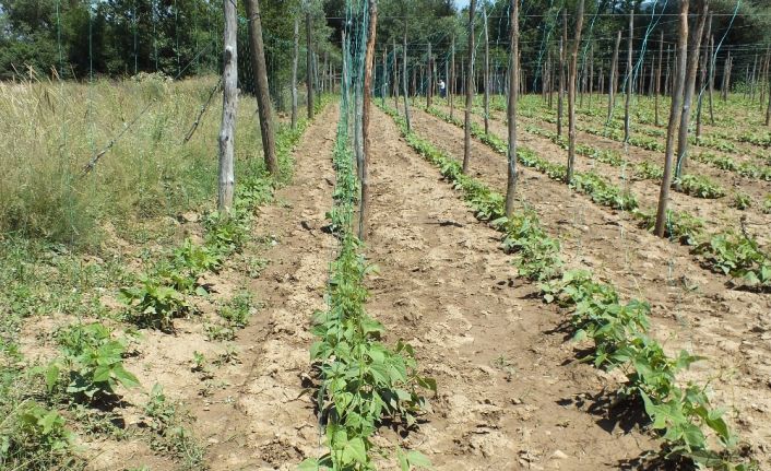 Çiftçinin umudu ’Pazaryeri boncuğu’
