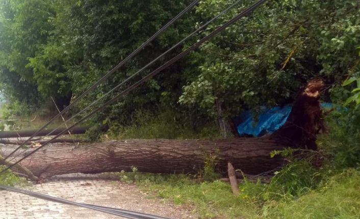 Daday’da şiddetli yağmur ağaçları devirdi