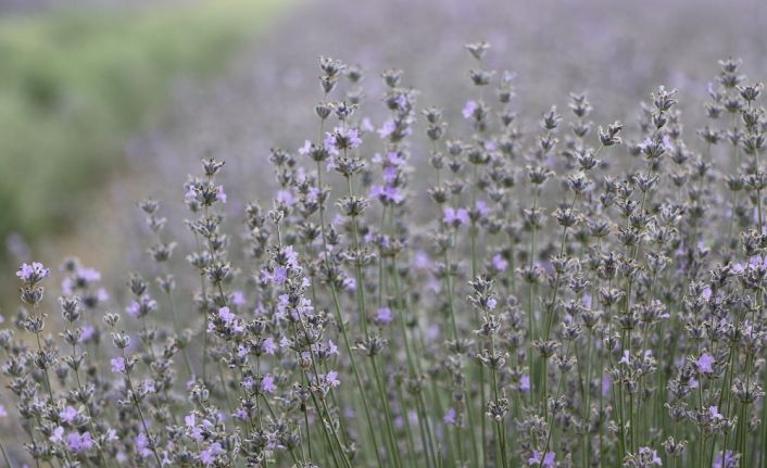 Edirne’de ‘mor’ hasat başladı