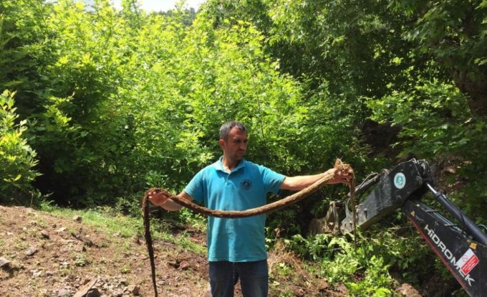 İçme suyu hattından çıkan kunduz şaşırttı