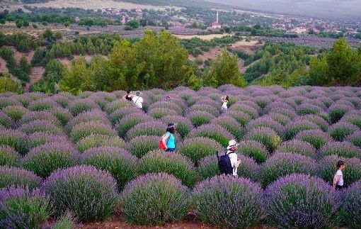 Isparta’da Lavanta Günleri hazırlık toplantısı