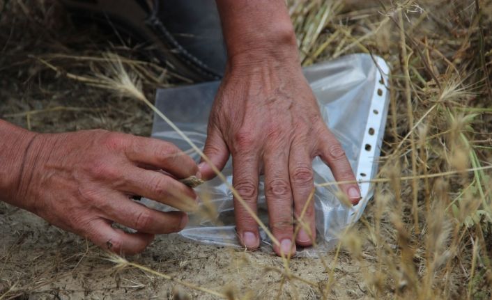 Mahalleyi istila eden böcekler incelenecek