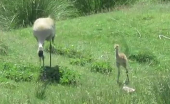Nesli tükenme tehlikesi altında olan turnalar, Ekşisu Sazlığında yavrusuyla birlikte görüntülendi