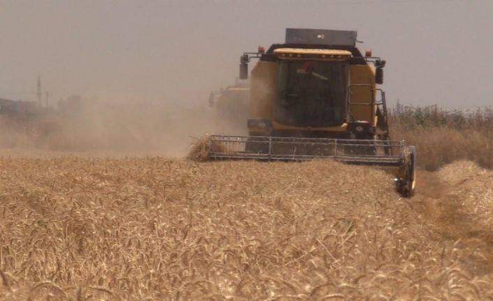 Şanlıurfa’da yerli tohumda hasat bereketi