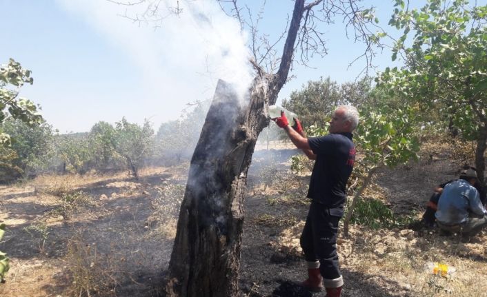 Siirt’te fıstık bağlarında çıkan yangında 200 dönüm alan zarar gördü