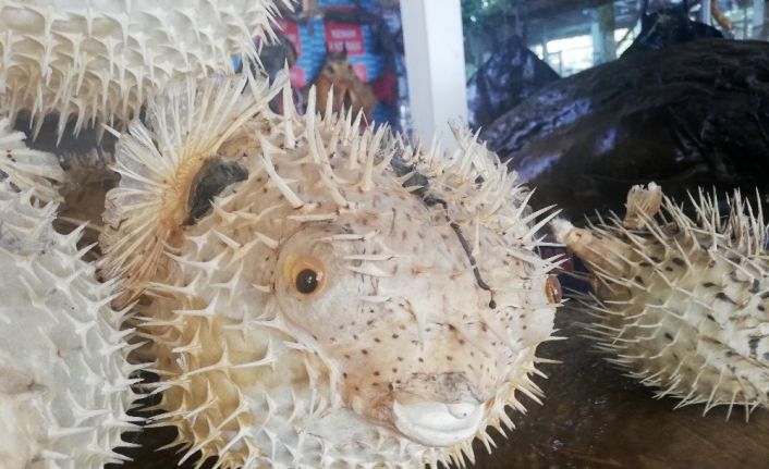 Tatilciler Dikkat! Türkiye Kıyılarında Balon Balığı Tehlikesi!