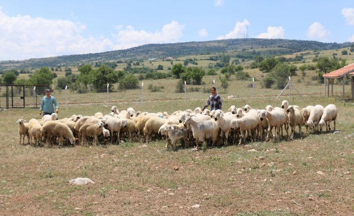 Türkiye’nin ilk damızlık koç-teke üretim istasyonu faaliyete başladı