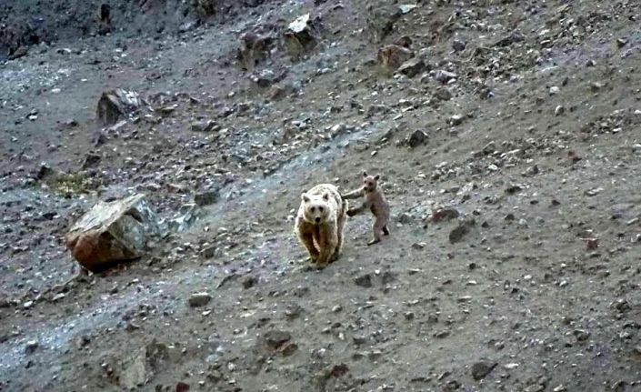 Anne boz ayı ve yavrusu, yiyecek ararken görüntülendi