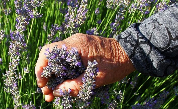 Arıkaya artık lavanta kokacak