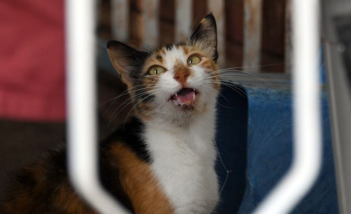 Balık sevdası başına dert açtı