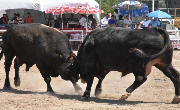 Bayır boğa güreşlerinin geliri eğitime