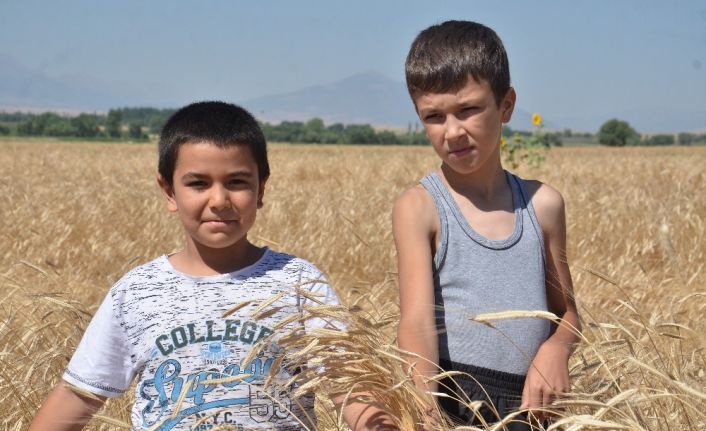 Buğdayın atası olan siyez buğdayında hasat sevinci