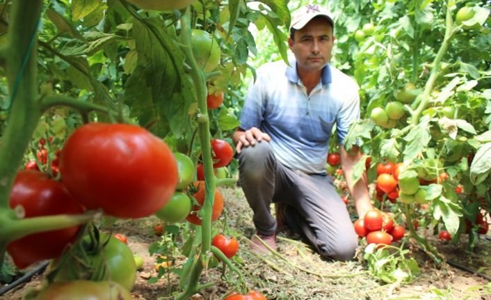 Domates üreticileri düşük fiyattan şikayetçi