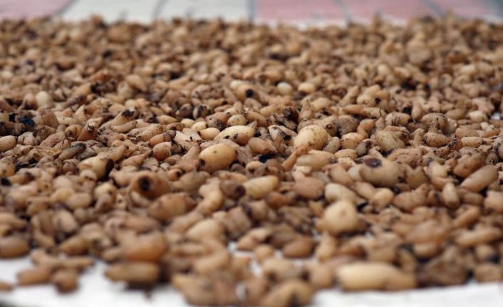 Dünyanın en kaliteli salebine patent başvurusu