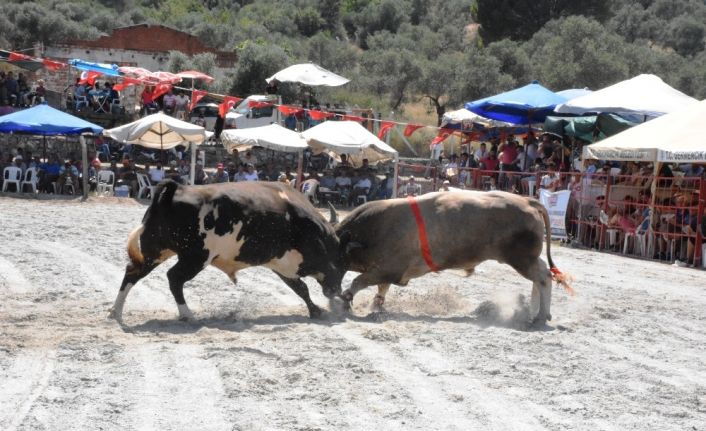 Germencik Boğa Güreşlerine vatandaşlardan yoğun ilgi