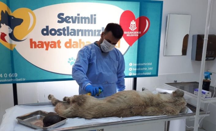 Karnındaki kistle yaşam mücadelesi veren sokak köpeğinin yardımına Başakşehir Belediyesi koştu