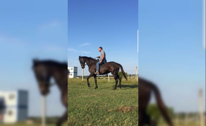 Kayıp yarış atını parçalanmış halde bulan sahibi: “bunu yapan hayvan olamaz”