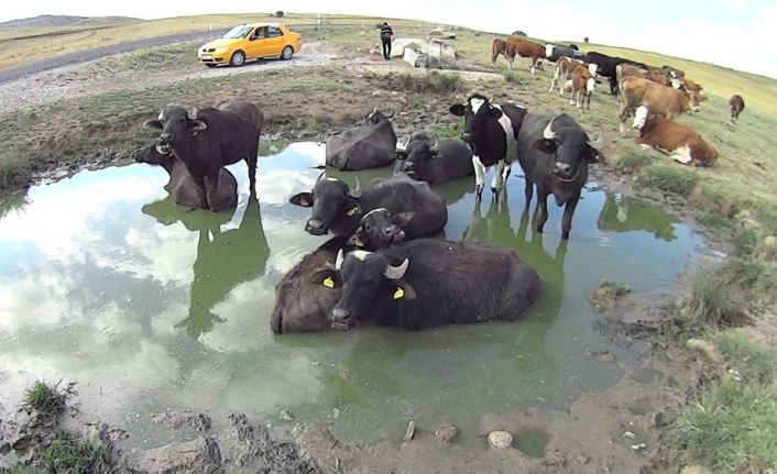 Kurbanlık mandaların çamur keyfi