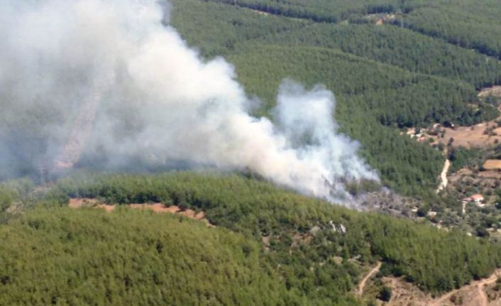 Milas’ta orman yangını