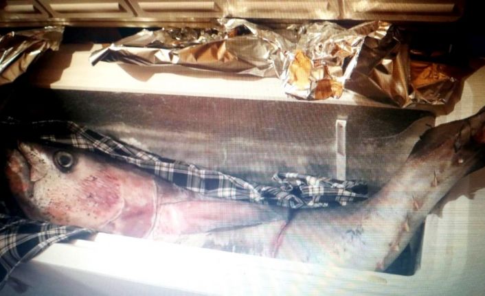 Ölü orkinosu evine götürdü