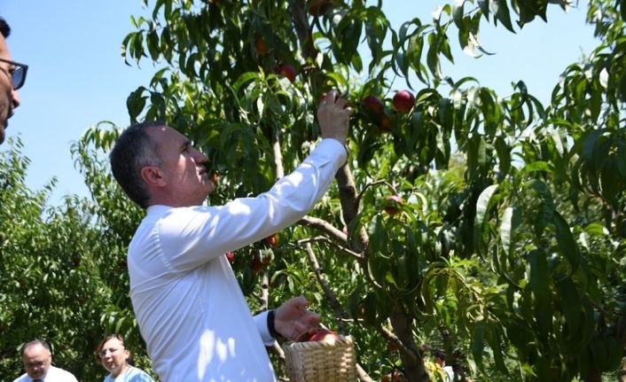 Şeftali hasadı festivalle başladı