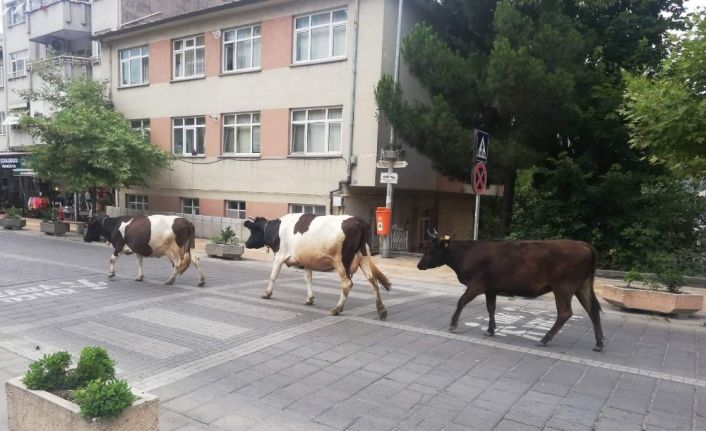 Şehir merkezinde dolaşan büyükbaş hayvanlar trafikte tehlike oluşturuyor