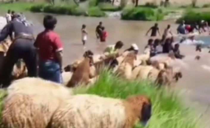 Siirt’te koyunları sudan geçirme geleneği sürüyor