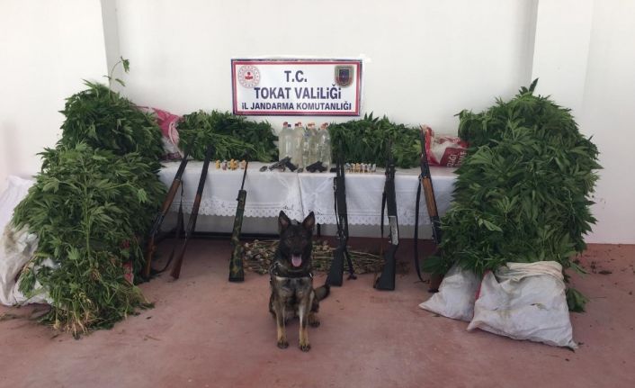 Tokat’ta mısır tarlasında kenevir operasyonu