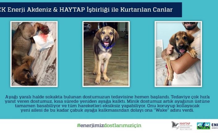 CK Enerji Akdeniz Elektrik ve HAYTAP işbirliği sokak hayvanlarına can oldu