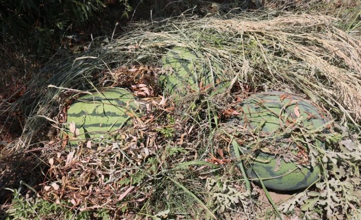 Diyarbakır karpuzu görücüye çıkmaya hazır