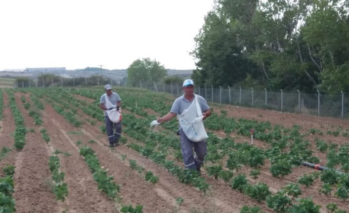 Ergene Belediyesi fasulye yetiştiriyor