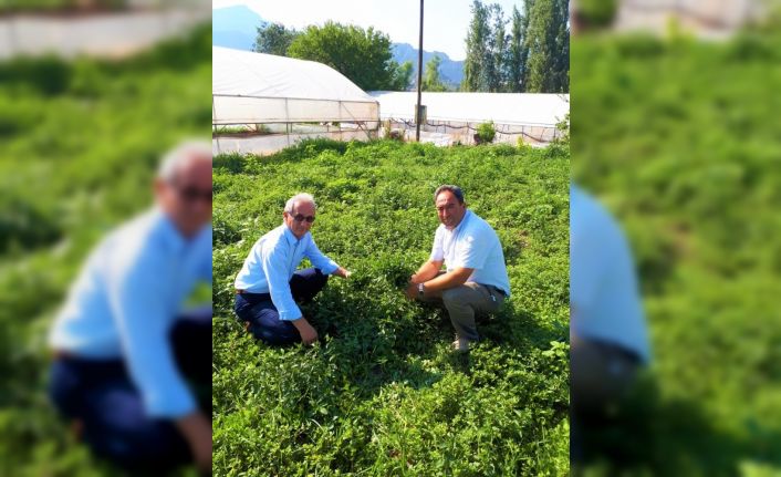 Eskişehir tıbbi bitkide atağa kalkıyor