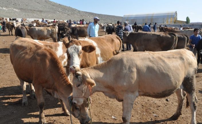 Kars’ta kurbanlık çok alan yok