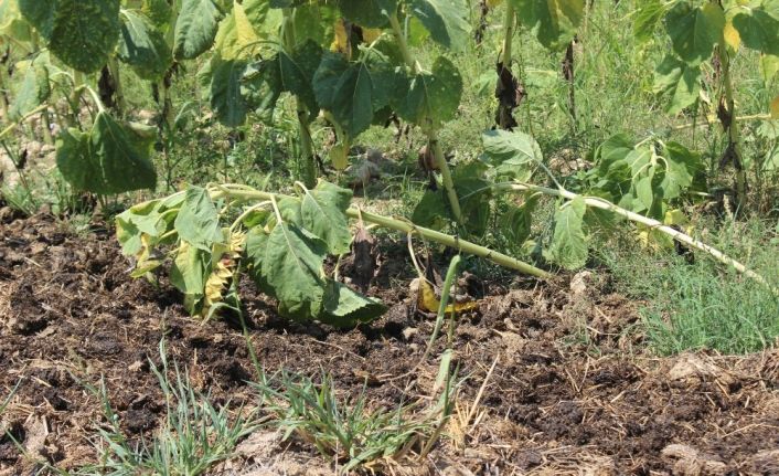 Kırklareli’de dev hortum yerle bir etti