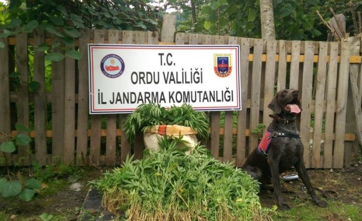 Ordu’da 20 kilo kubar esrar ve 270 kök kenevir ele geçirildi