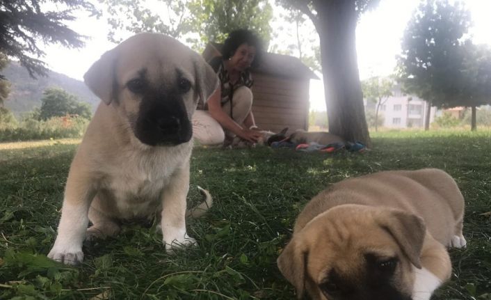 (Özel) Şikayet 5 yavru köpeği annesiz bıraktı