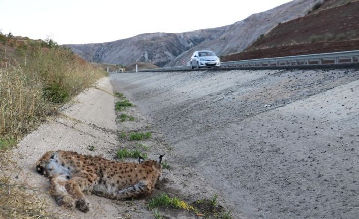 Sivas’ta koruma altındaki vaşağa otomobil çarptı