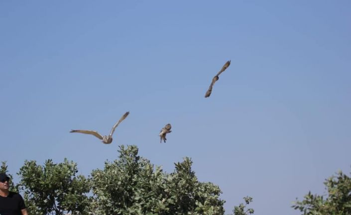 Tedavileri tamamlanan kuşlar doğaya salındı
