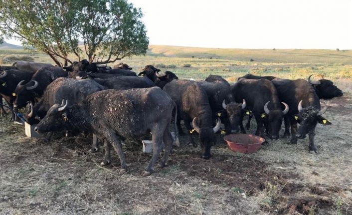 Yüksekova’da Manda Dağıtımı