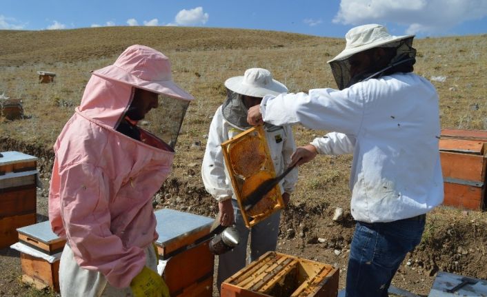 Zorlu bal hasadı başladı