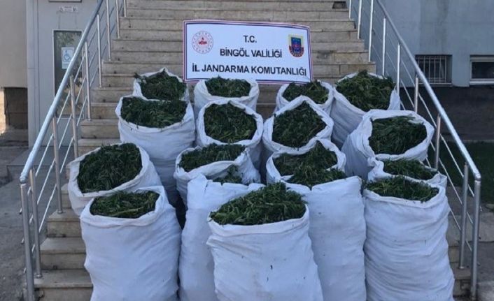 Bingöl’de 89 kilo esrar ve 270 bin kök kenevir ele geçirildi