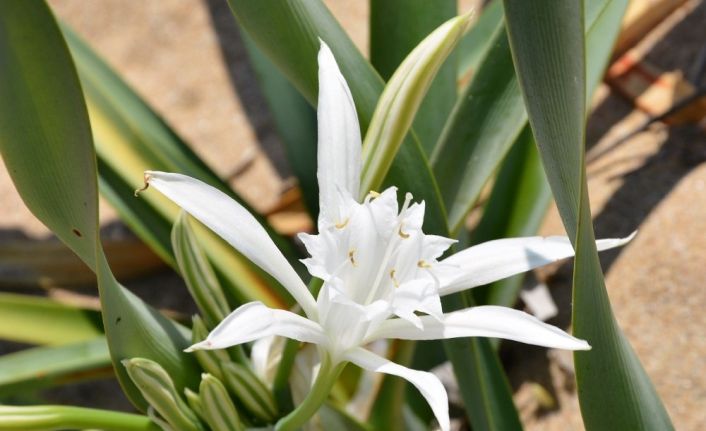 Bu bitkiyi koparana 60 bin TL ceza