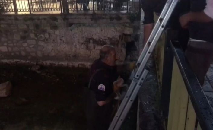 Çoruh nehrinde mazgalda mahsur kalan yavru kediye itfaiye kurtardı