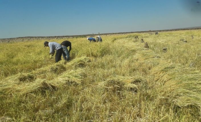 Diyarbakır’da pirinç hasadı başladı