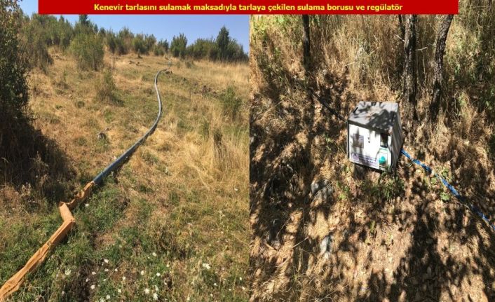 Diyarbakır’da teröre büyük darbe: 6 milyon kök keneviri ele geçirildi