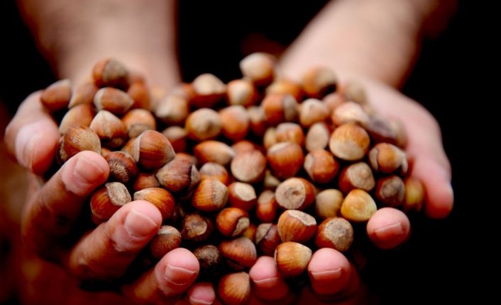 Fındık haftanın son gününde serbest piyasada 14,5 liradan işlem gördü